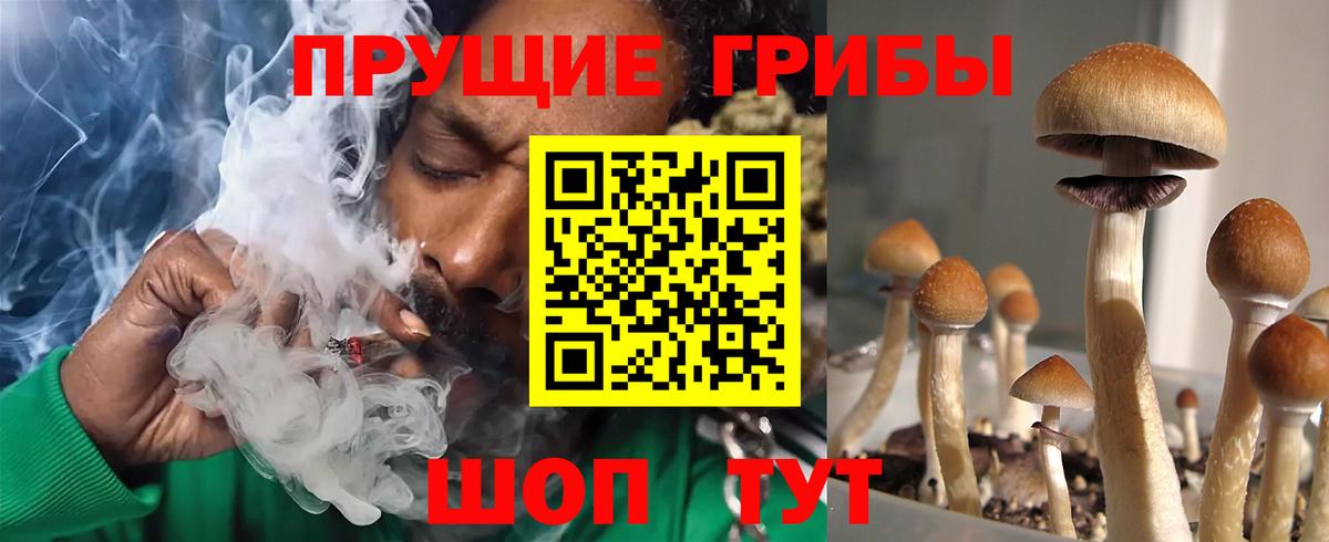 Псилоцибиновые грибы Cubensis Лесной
